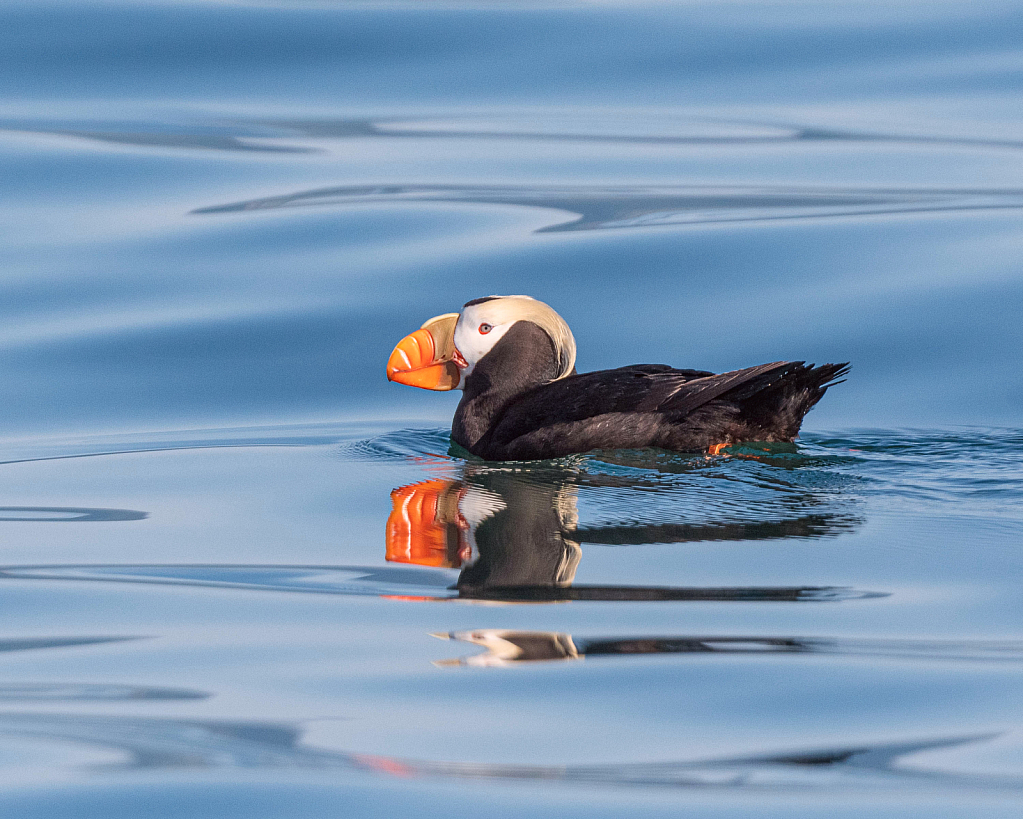 Tufted Puffin Reflections