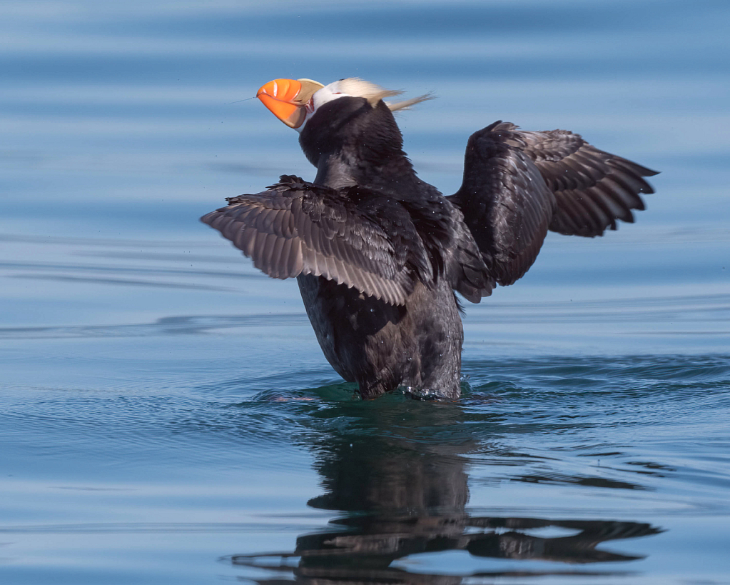 Flapping Tufted Puffin