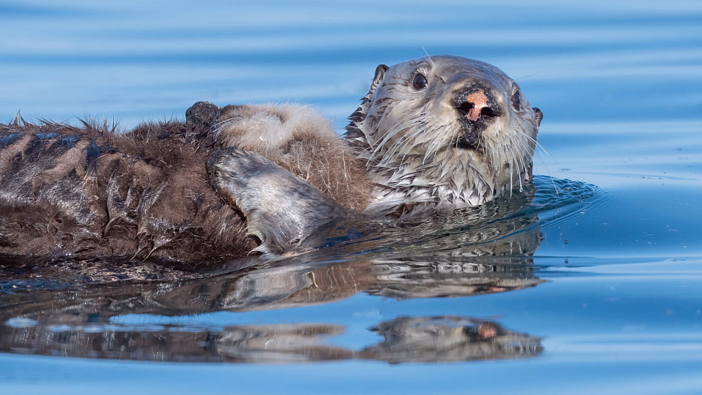 Mama and Baby Sea Otter