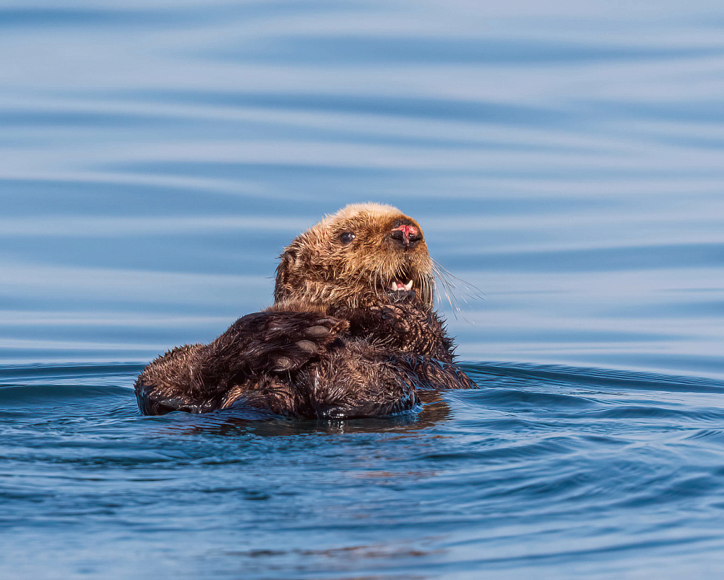 Sea Otter