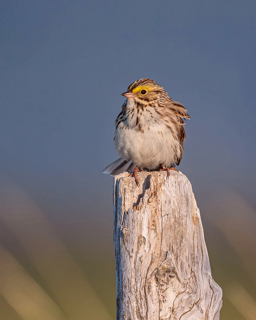 Savannah Sparrow