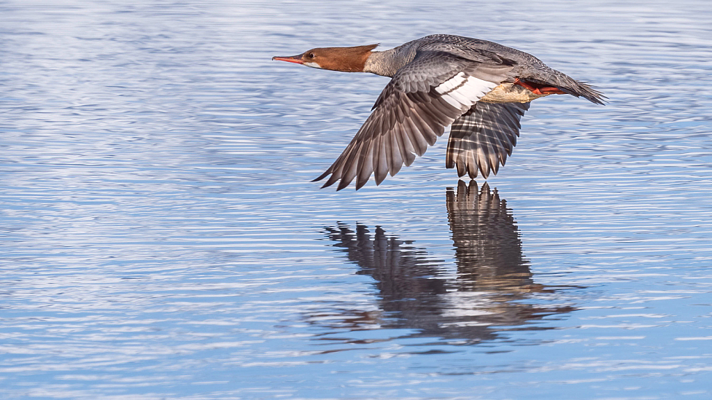 Red-breasted Merganser in Flight