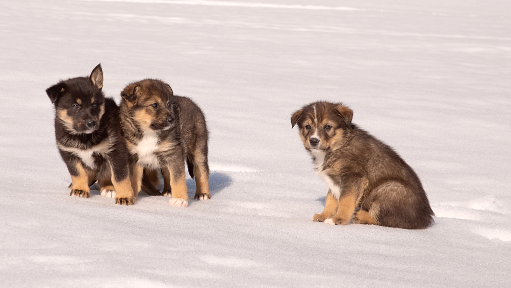 Sled Dog Puppies