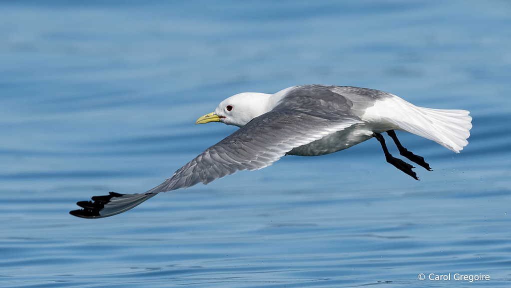 Kittywake in Flight