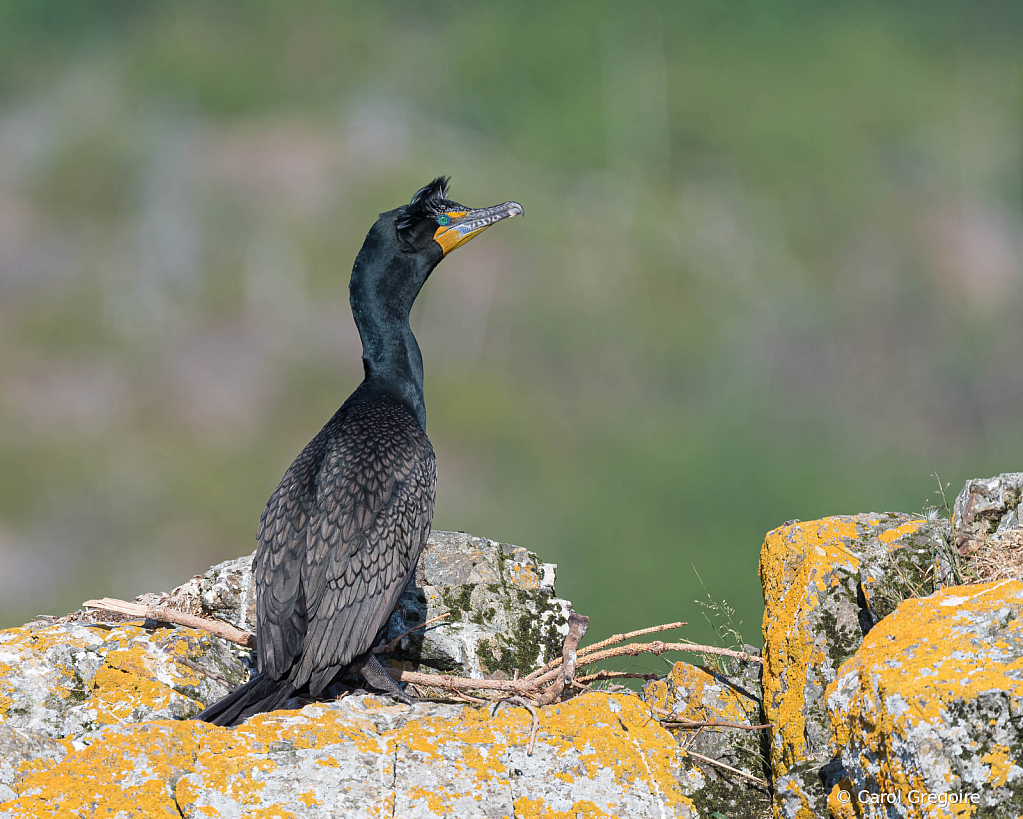 Cormorant on Guard