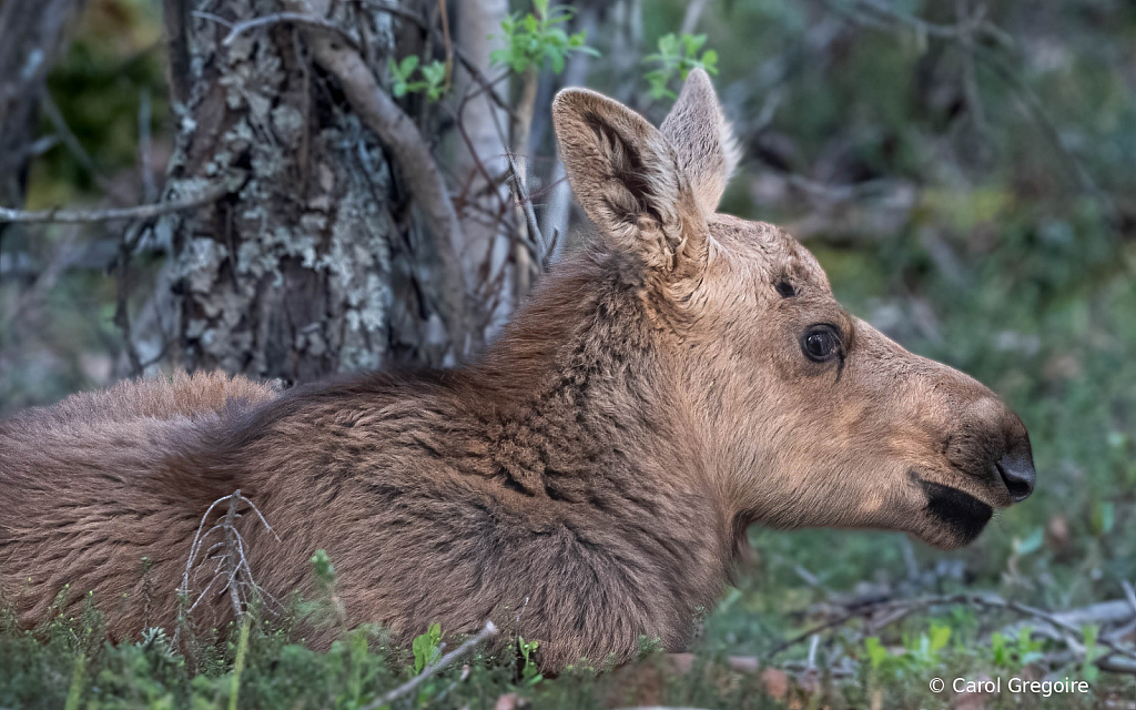 Resting Baby Moose