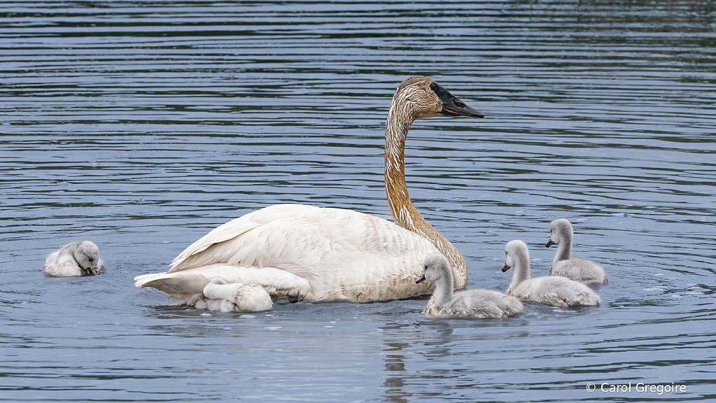 Trumpeter Swan Family