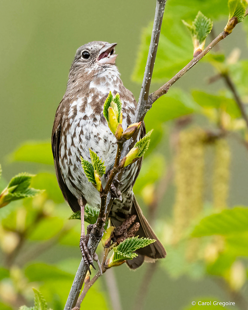 Alaskan Fox Sparrow