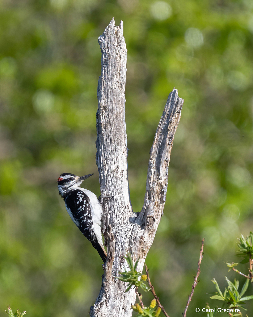 Hairy Woodpecker