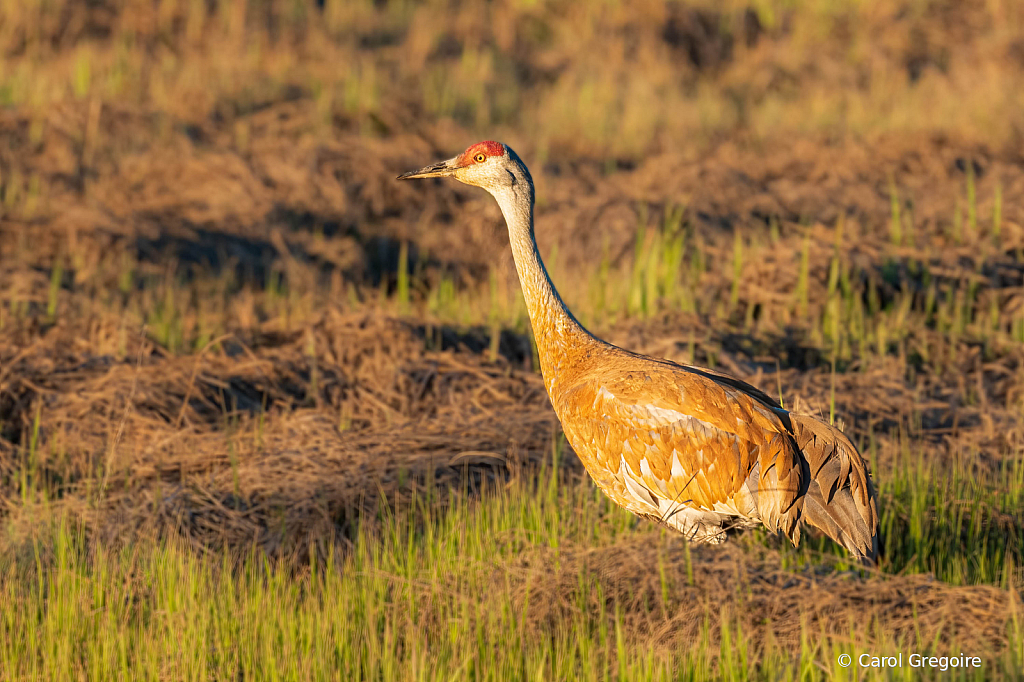 Sand Hill Crane