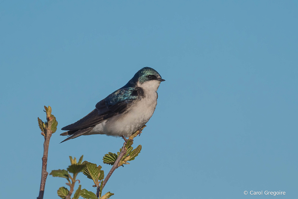 Alaskan Tree Swallow