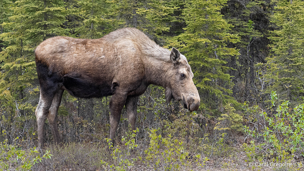 Hungry Mama Moose