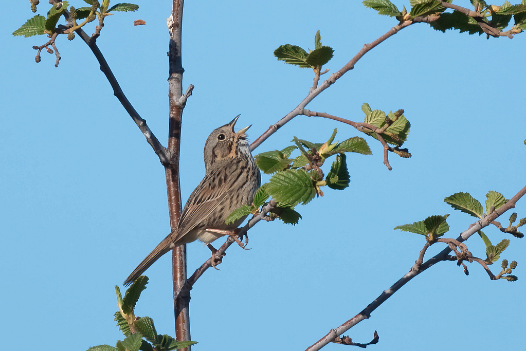 Lincoln's Sparrow Singing