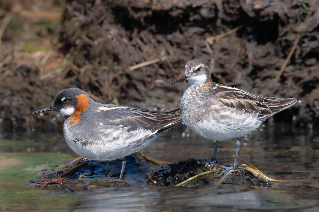 Red Necked Phalarope Couple