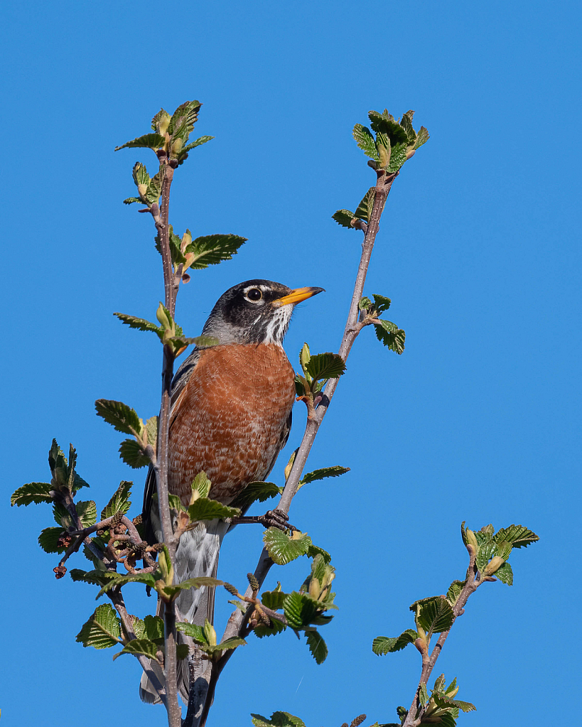 American Robin Treetop