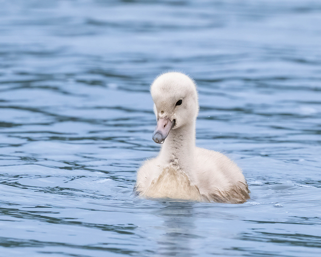 Newborn Cygnet