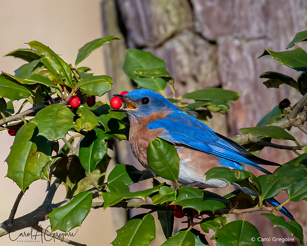 Bluebird Brunch