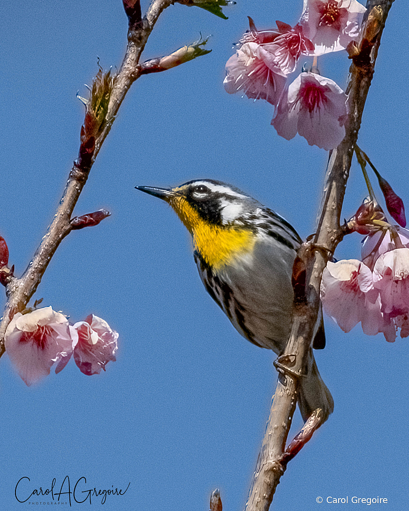 Springtime Warbler