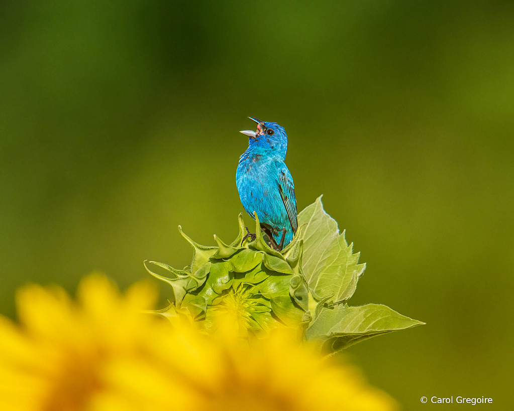 Indigo Bunting Song