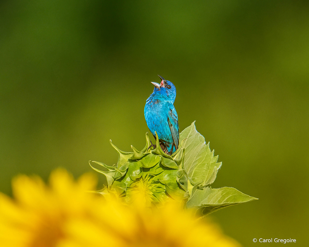 Singing on the Bud