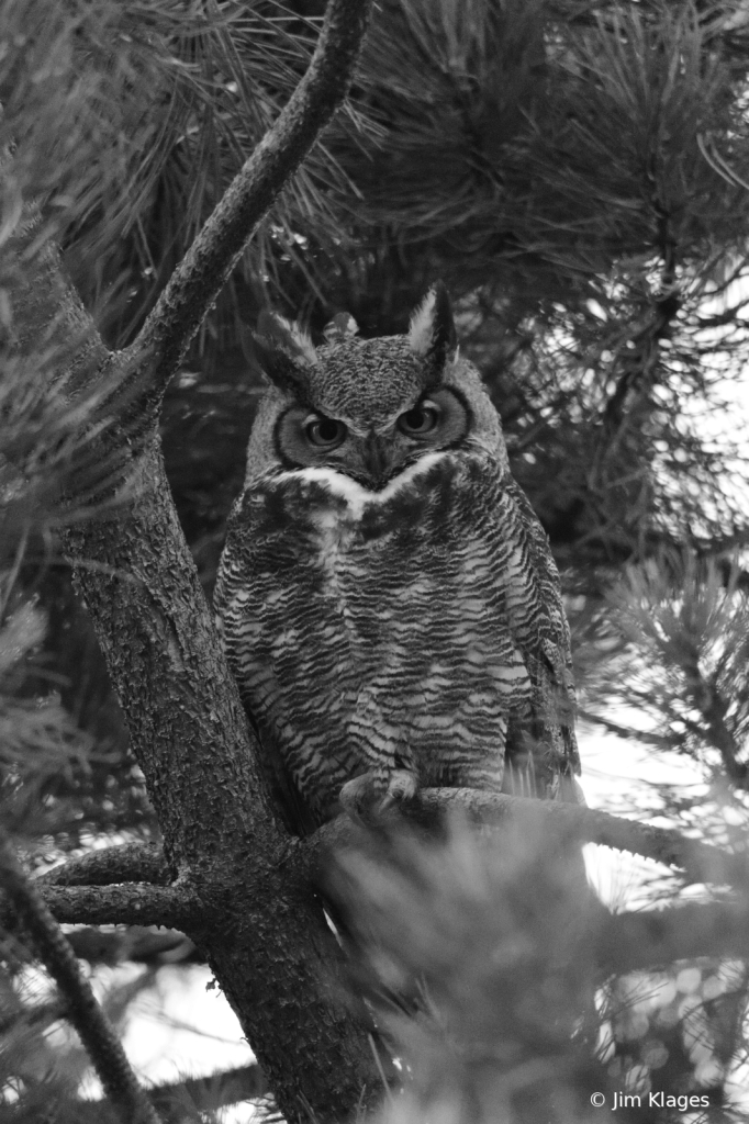 Great Horned Owl