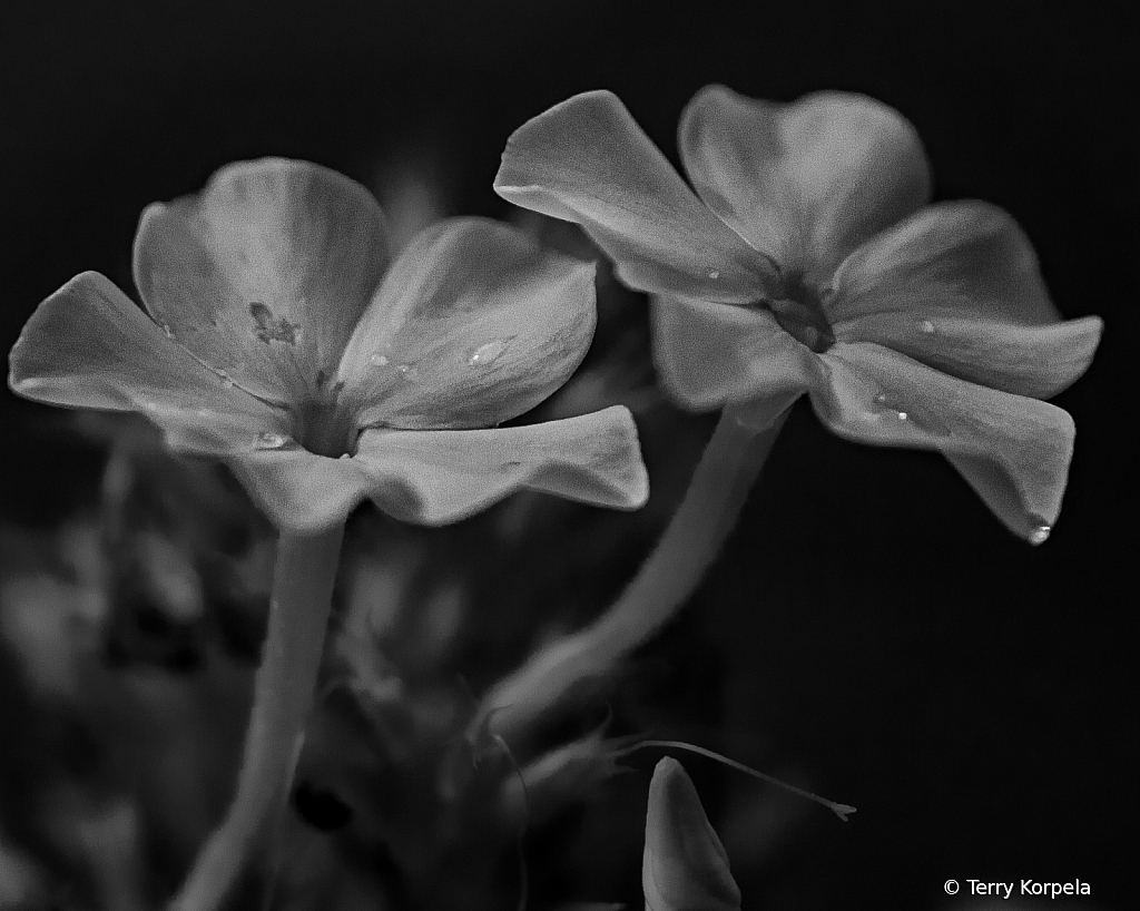 Infrared Flowers B&W