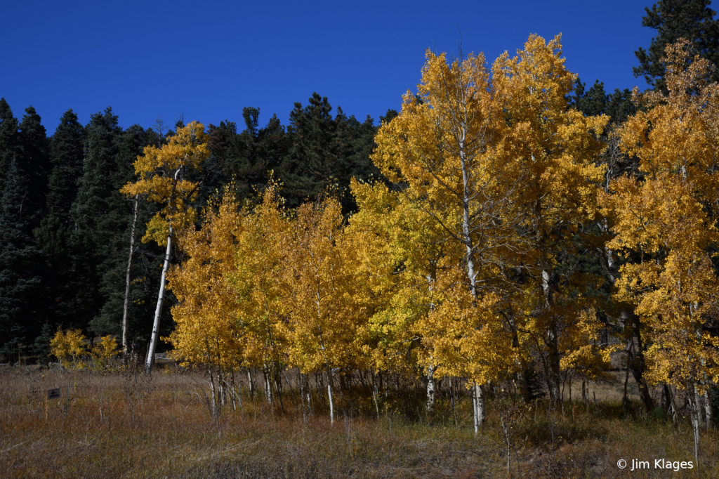 Fall Colors in the Wet Mountains - 1