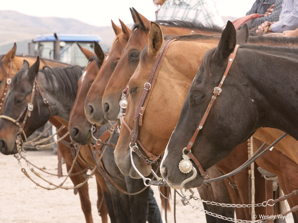 Ranch horses