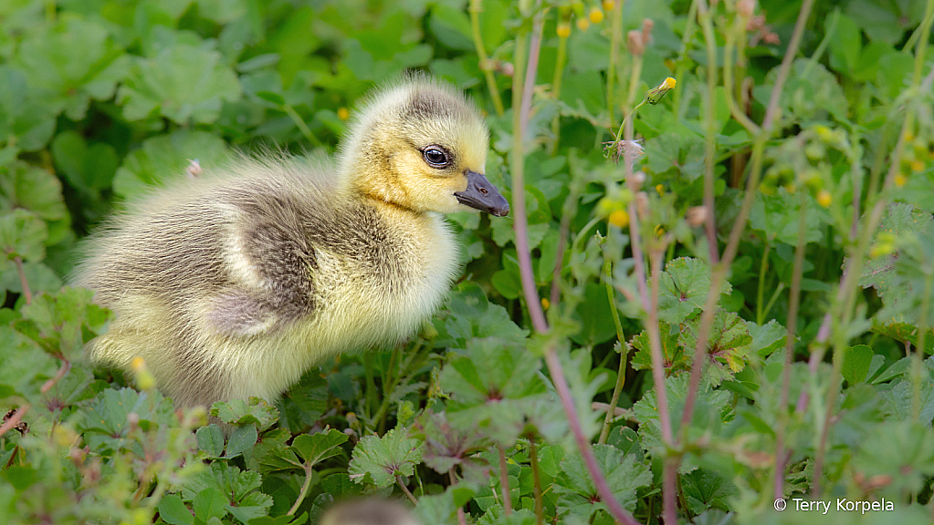 Gosling