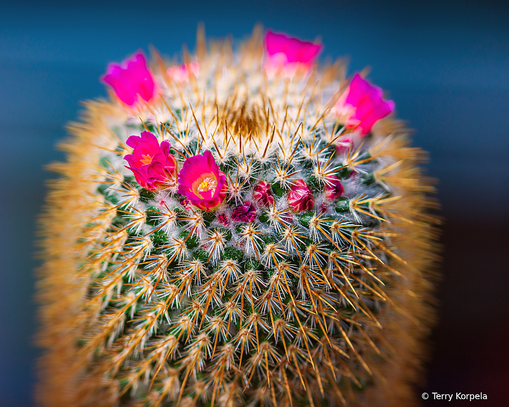 Cactus Flower