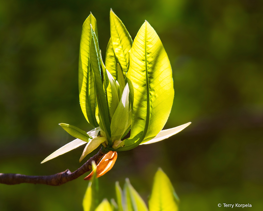 Sycamore Shoals Botanical Garden