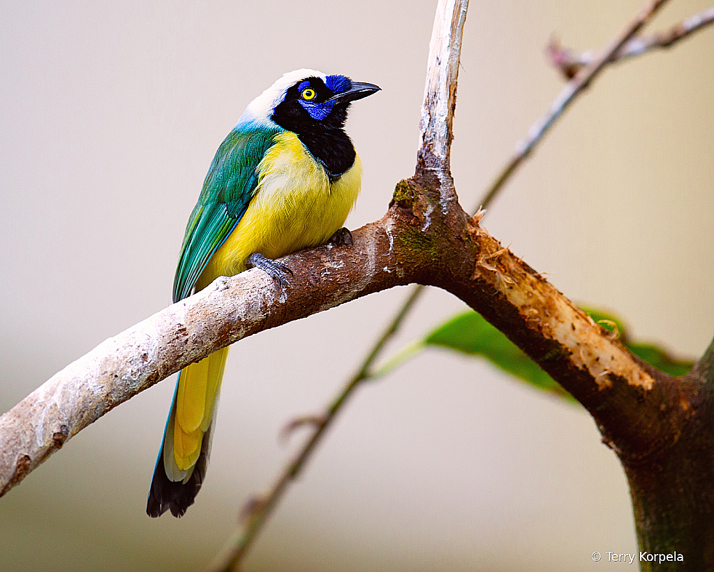 Green Jay