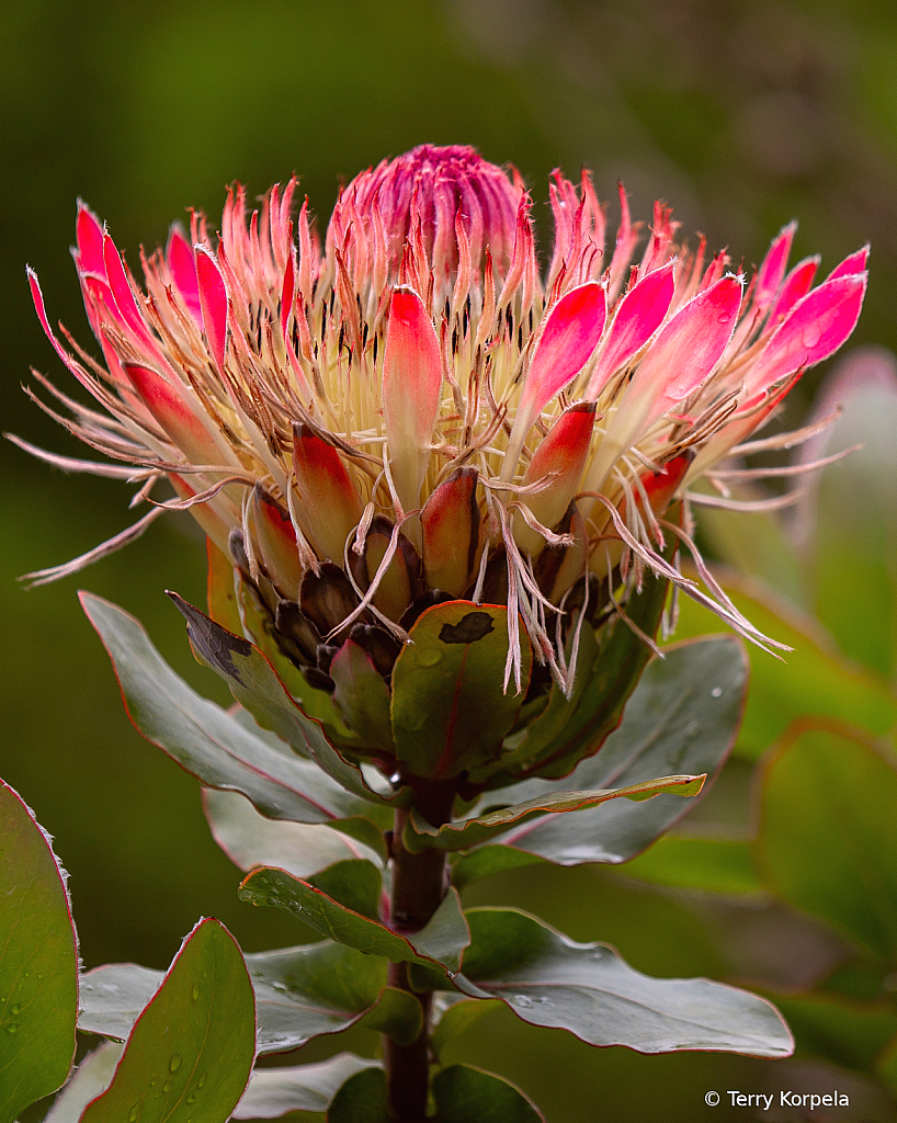 Berkeley Botanical Garden 