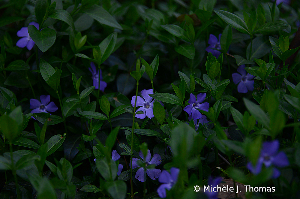 Little Purples Peeking Out!