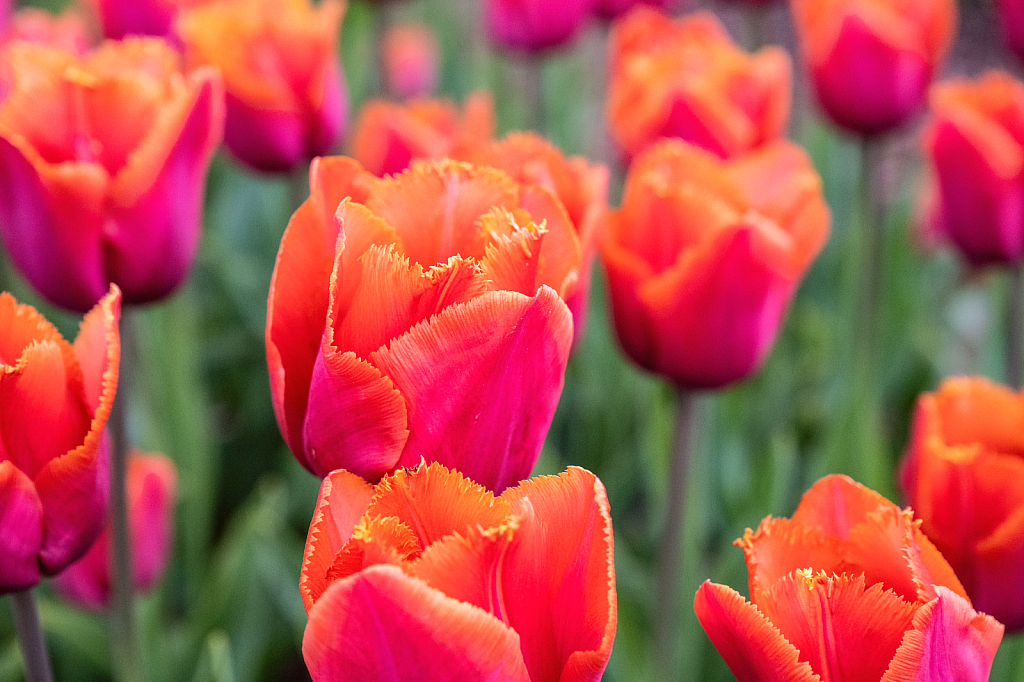 Tulips # 5