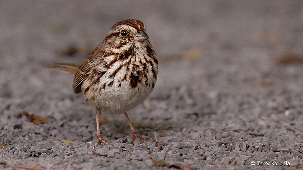 Song Sparrow