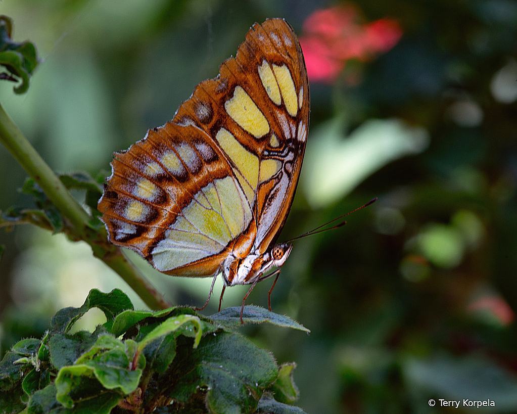 Malachite Butterfly