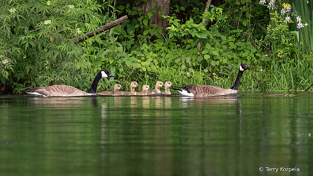 A Family of Geese