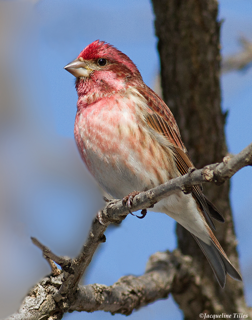 Purple Finch