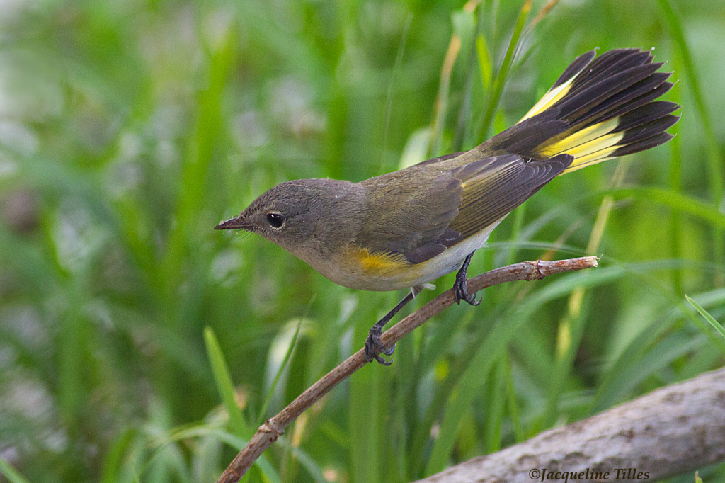 Female American Redstart