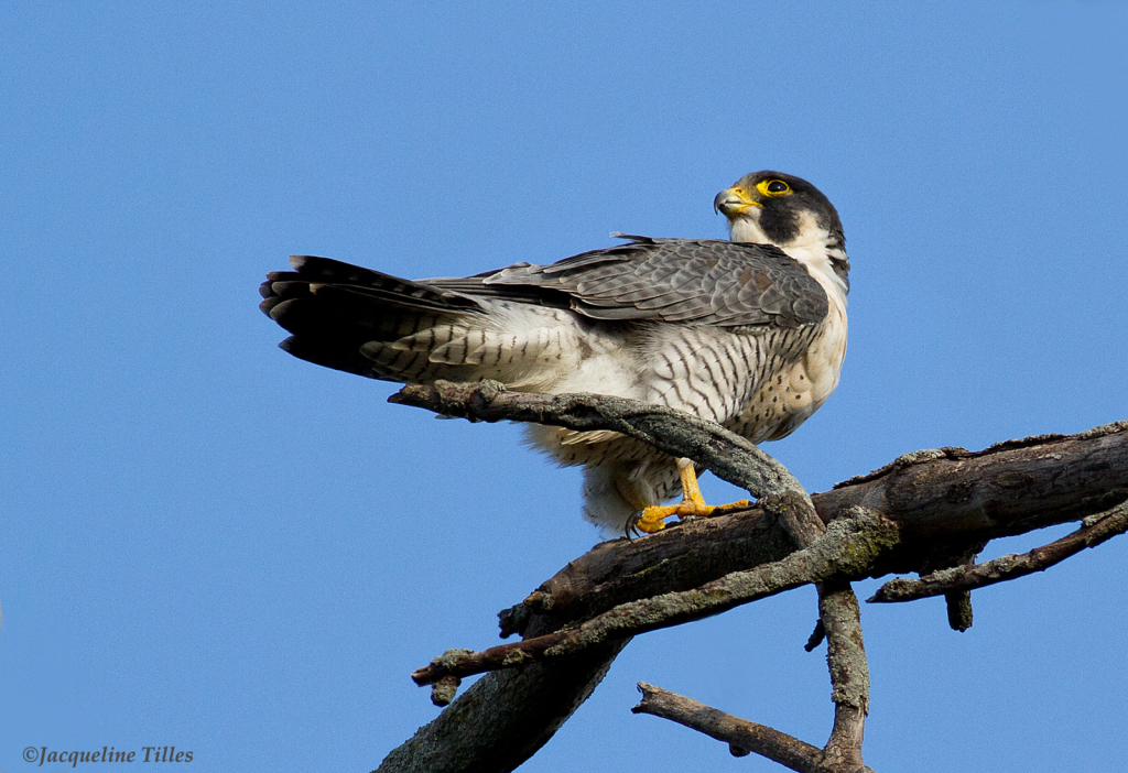 Peregrine Falcon