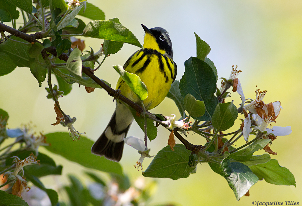 Magnolia Warbler