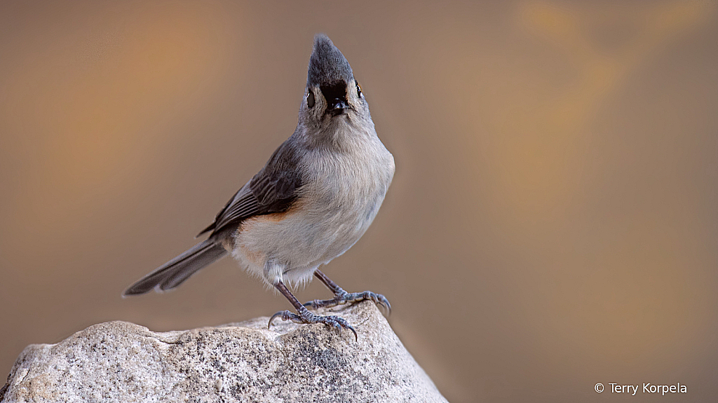 Tufted Titmouse