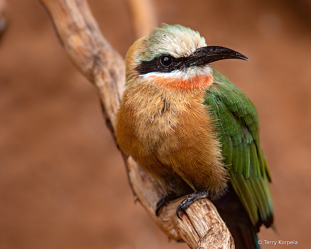 White-fronted Bee-eater