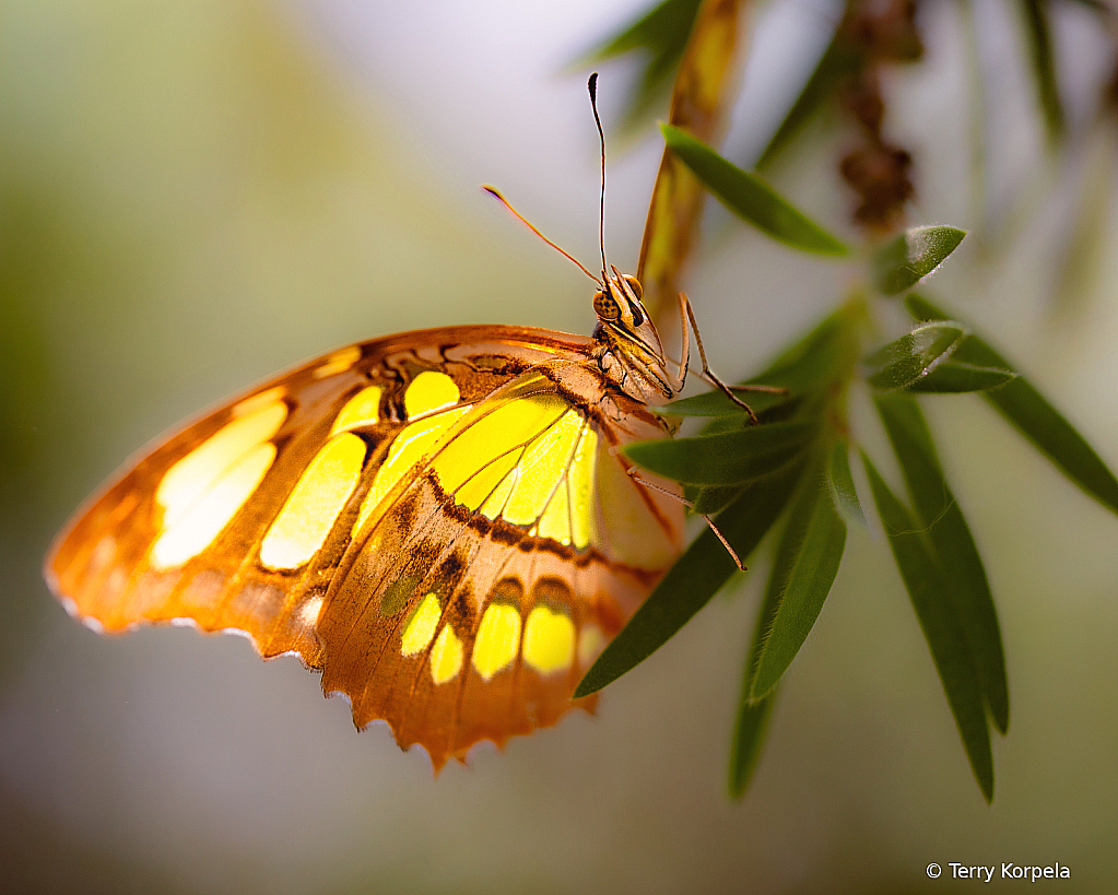 Butterfly