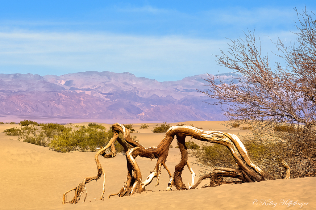 Walking Sticks