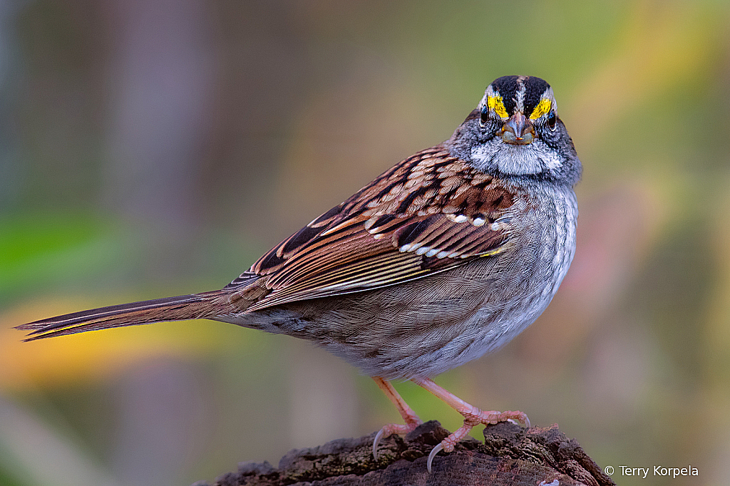 Savannah Sparrow