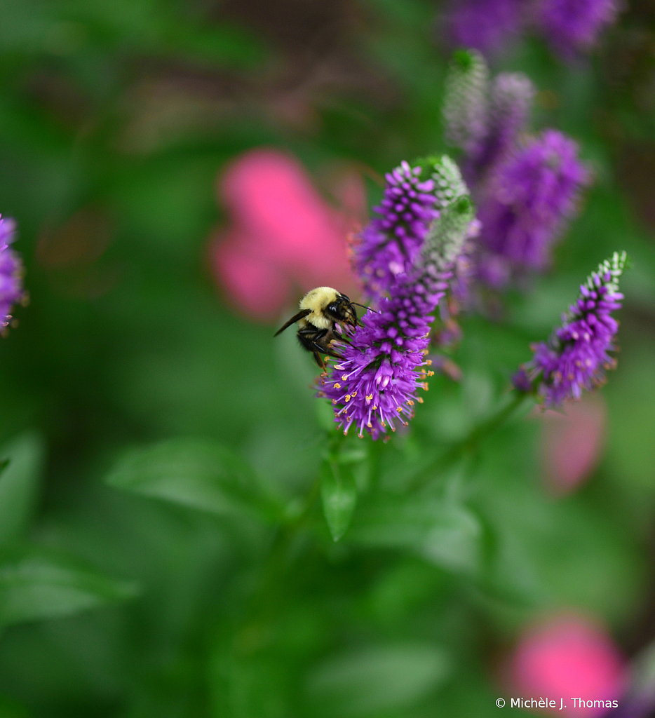 Happy Bee!