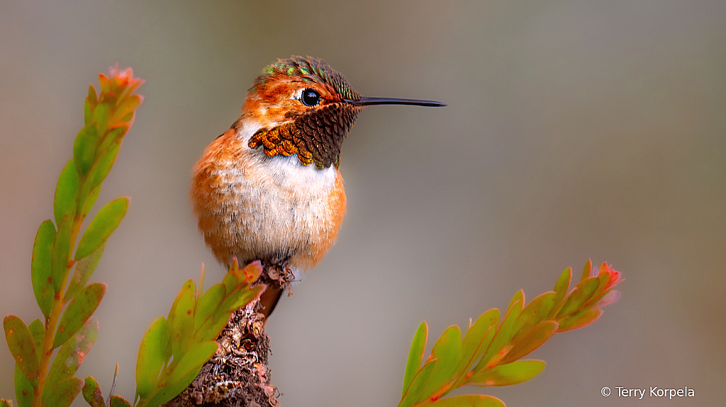 Allen's Hummingbird