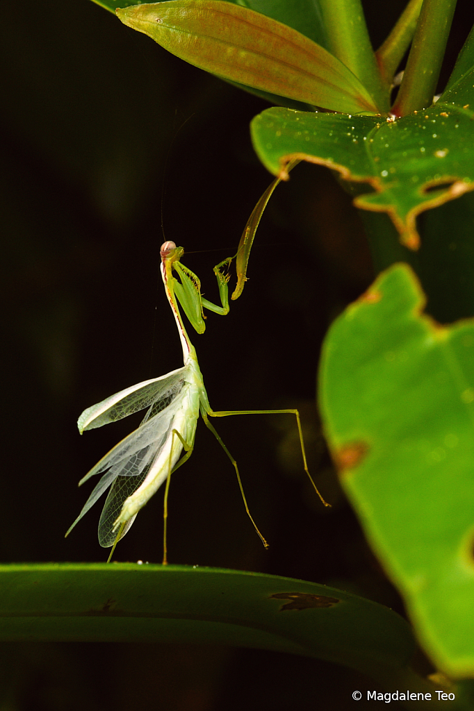 Praying Mantis on Display 